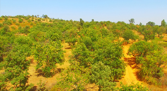 EGE KAPTAN - Chestnuts supplier