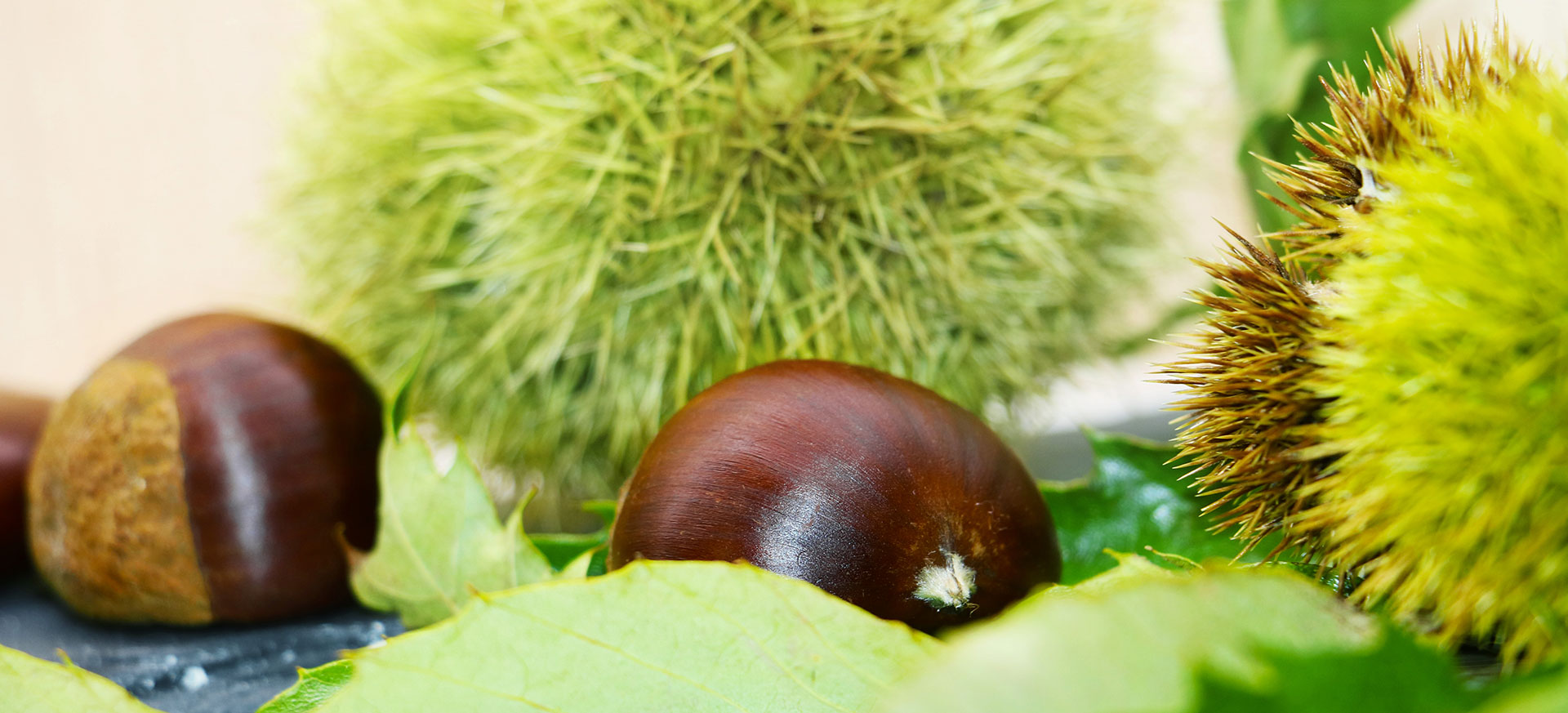 EGE KAPTAN - Chestnuts from Izmir